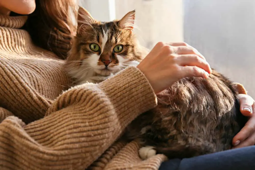 cats can help us cope with anxiety