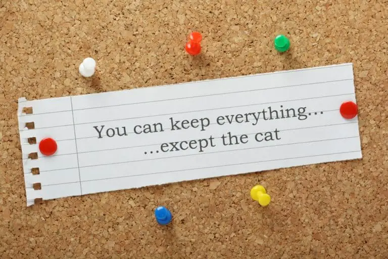 Who Gets the Cat in a Divorce?