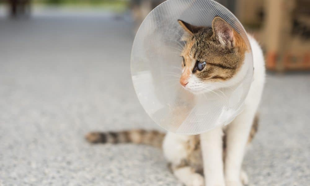 how-to-take-care-of-your-spayed-cat-the-catington-post