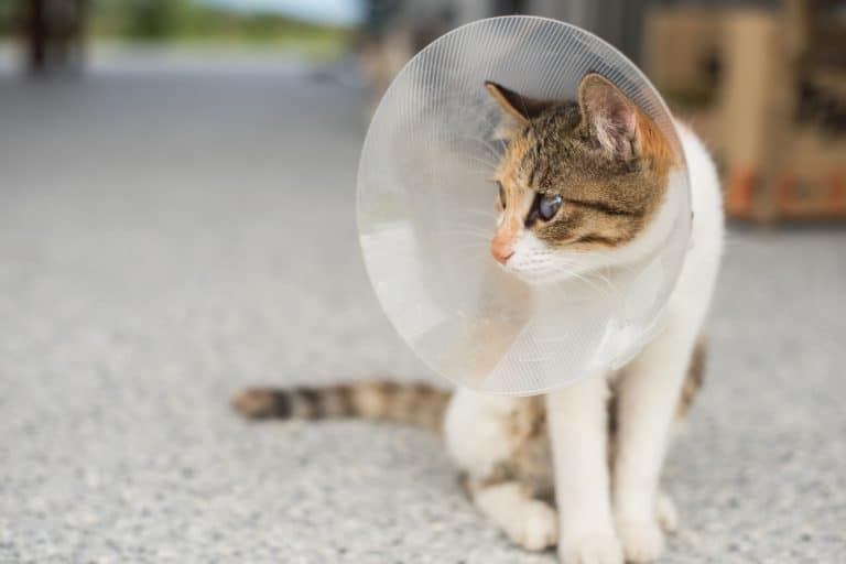 How To Take Care of Your Spayed Cat