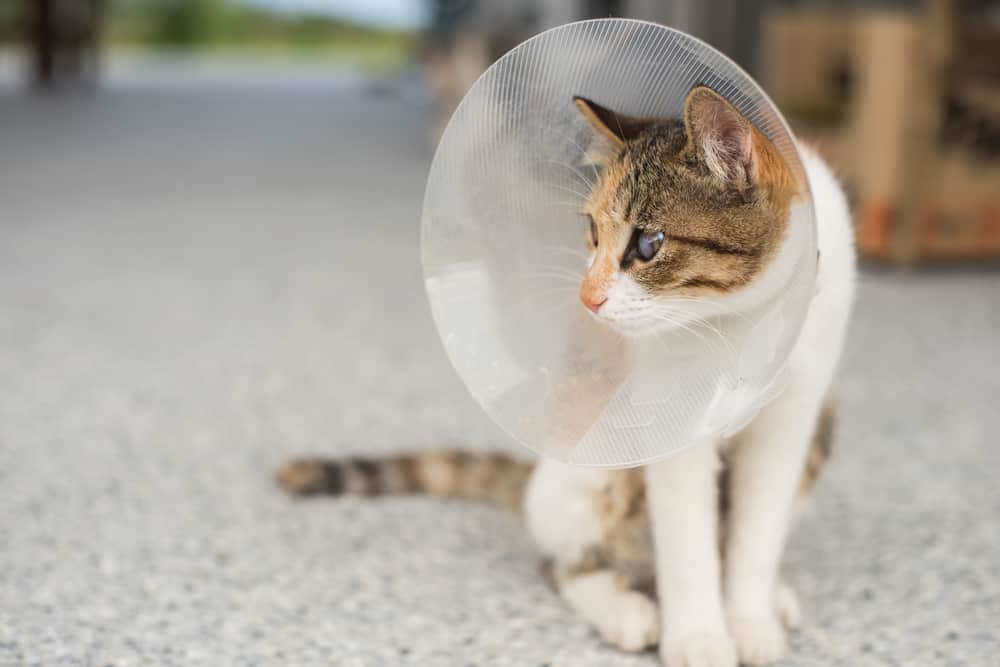 Where Can I Get My Cat Spayed For Free In Texas at Lizzie McGary blog