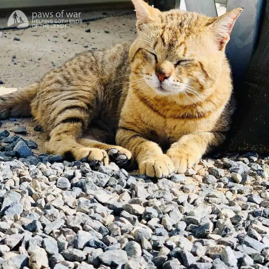 Soldier falls in love with cat in Middle East