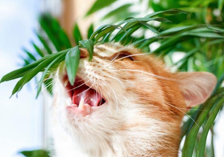 10 Popular Houseplants Plants Toxic To Cats: Keep These Out of Reach
