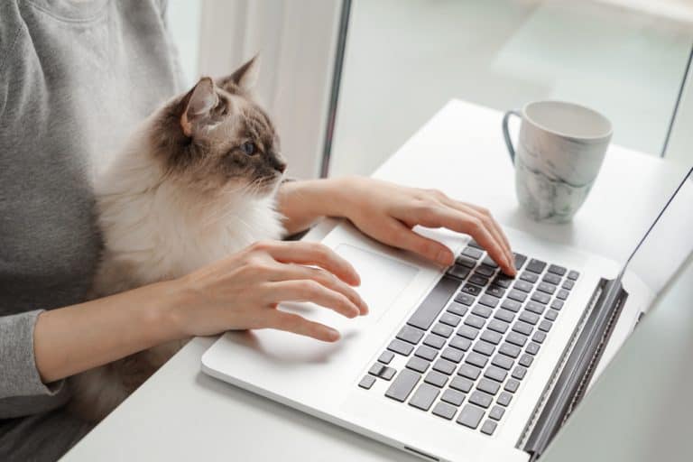 Kitty Career Ideas and How to Pick the Purr-Fect One