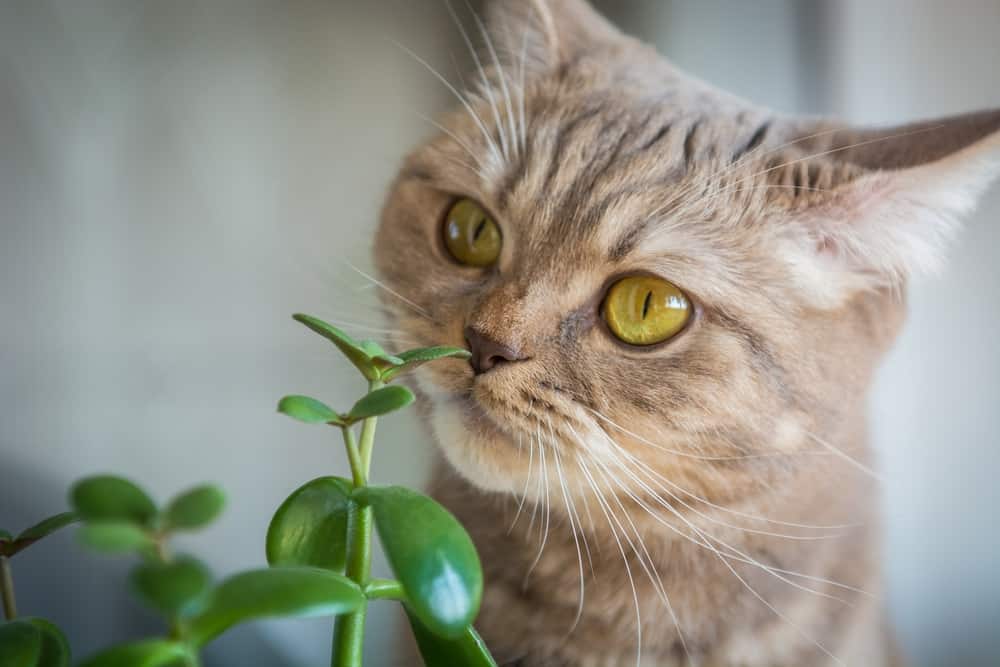 cat and jade plant
