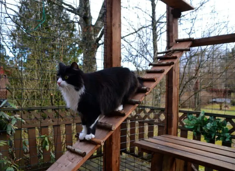 Keep Your Feline Friend Healthy And Happy With A Catio
