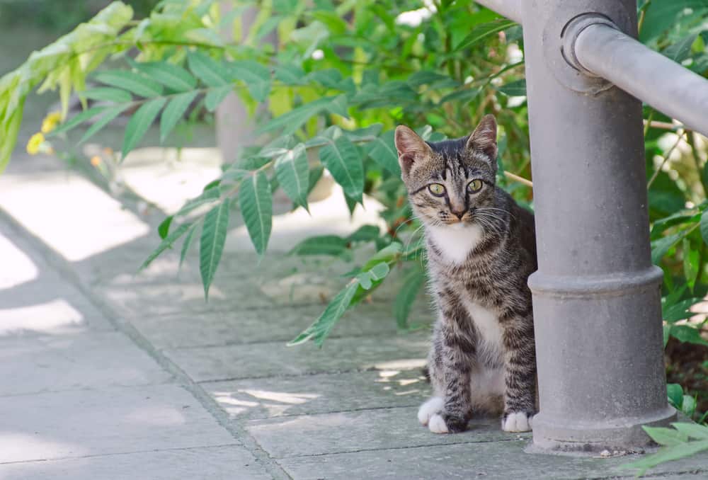 Cute,Street,Kitten,Outdoors.