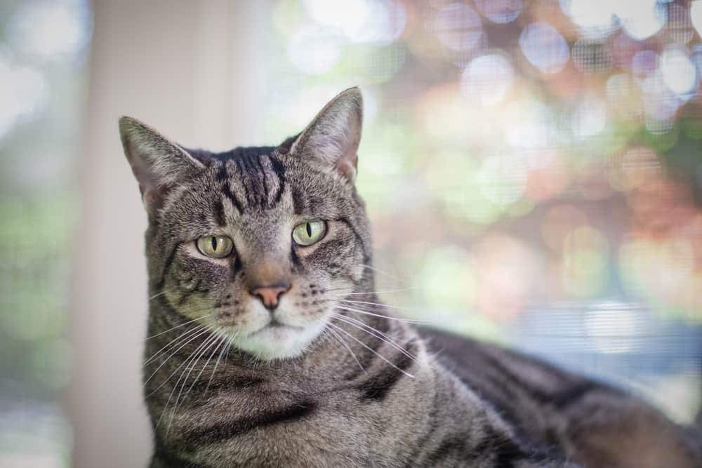 Striking,Tabby,Cat,Relaxes,On,Screened,In,Porch