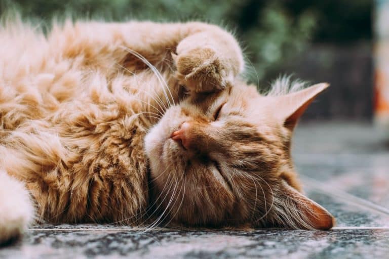 Tell-Tale Signs That Your Pet Has Fleas or Worms