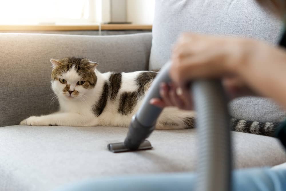 5 Tips for Cleaning Cat Hair From Sofas, Carpets, and Other Surfaces