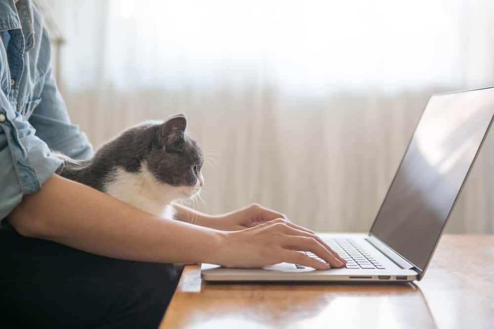 Working,In,Front,Of,The,Computer,,The,Kitten,Is,Lying