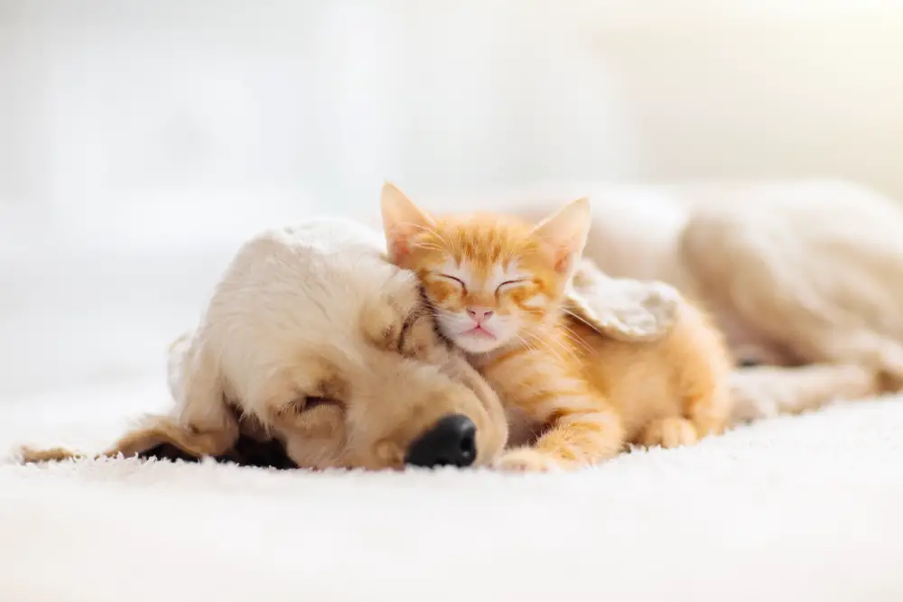 puppy and kitten