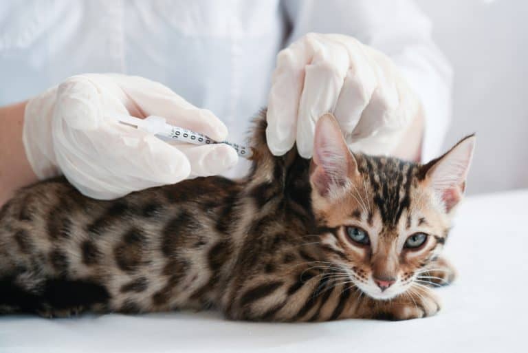 Do Indoor Cats Need Vaccinations and Other Treatments?