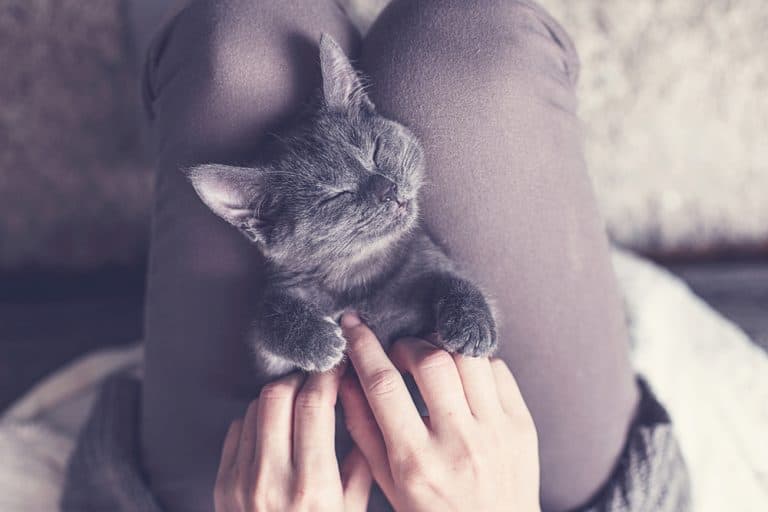 5 Reasons to Celebrate Cats This Pet Appreciation Week