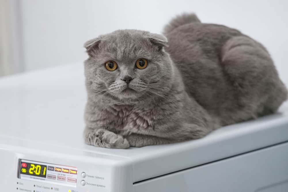 cat on the dryer
