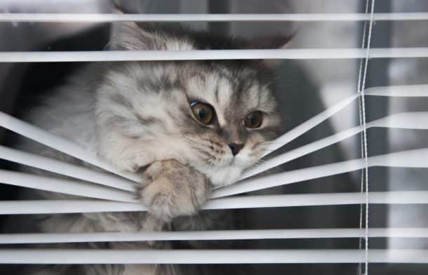 What Are The Best Blinds For Cat Owners The Catington Post   Shutterstock 575442688 610x392 