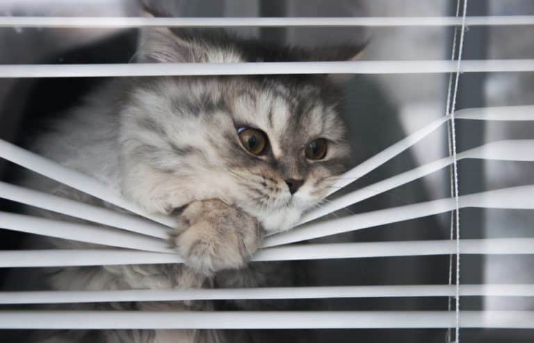 What are the Best Blinds for Cat Owners?