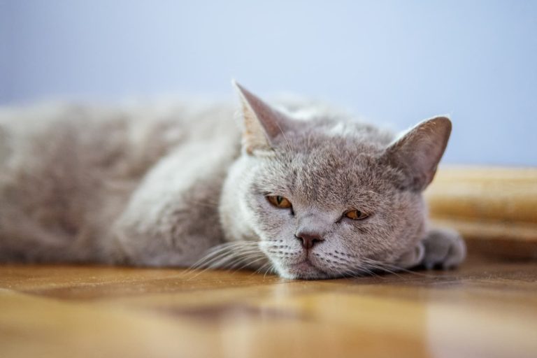 How Can You Tell if Your Cat is Sick?