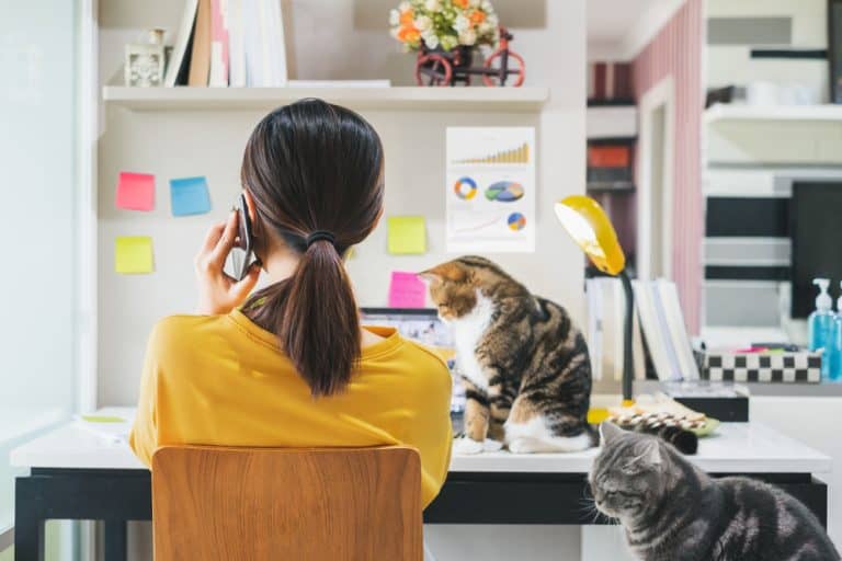 5 Secrets to Staying Productive While Working from Home with Pets