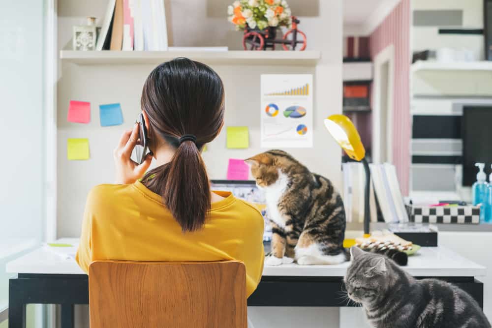 working from home with pets