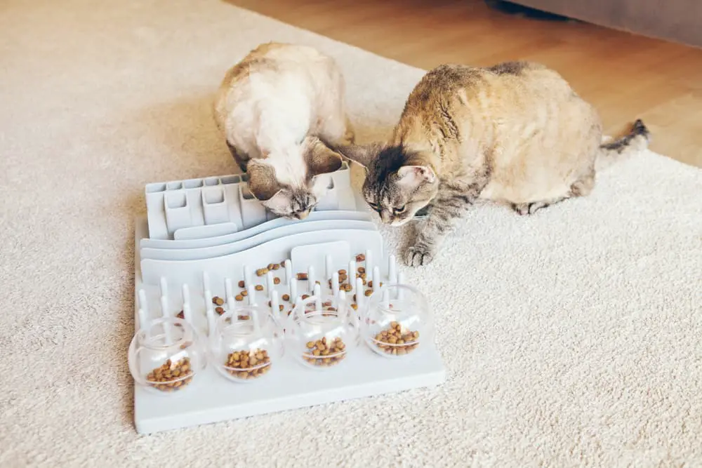 brain games for cats