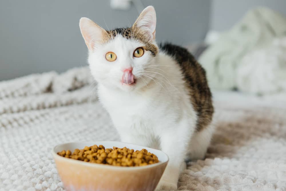 Over 300 Cats Dead in the U.K. from Mysterious Illness, May be Linked to Recalled Cat Food