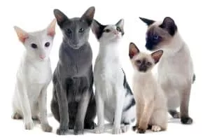 Siamese vs Oriental Shorthair Cats: Facts, Differences, and Similarities