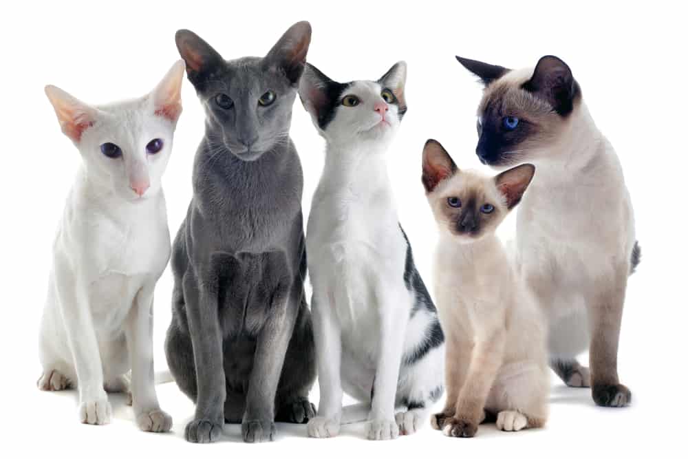Portrait,Of,Three,Oriental,Cats,And,Two,Siamese,Cats,In
