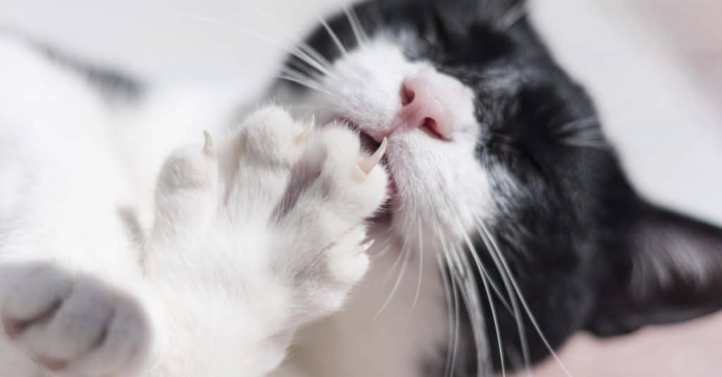 Pittsburgh may be next to ban declawing