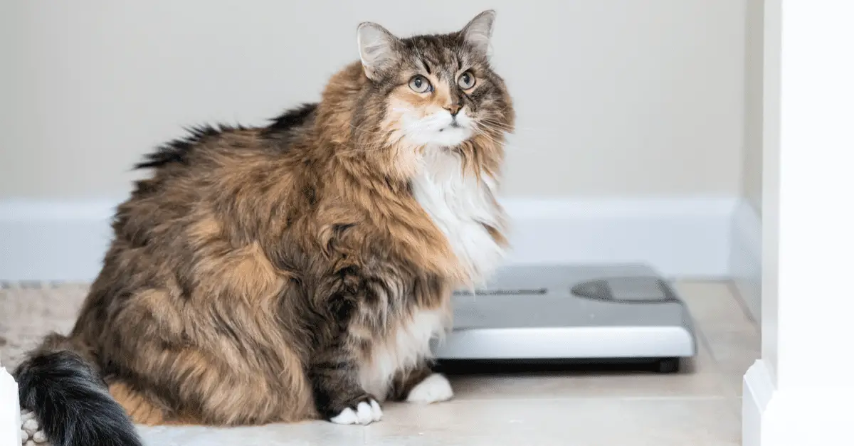 Fat Cats: Weight Loss Tips for Your Fluffy Feline