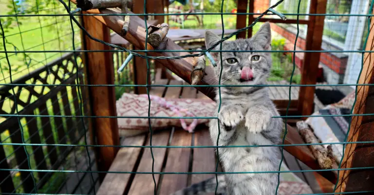 How To Build A Catio (A Cat Patio!)