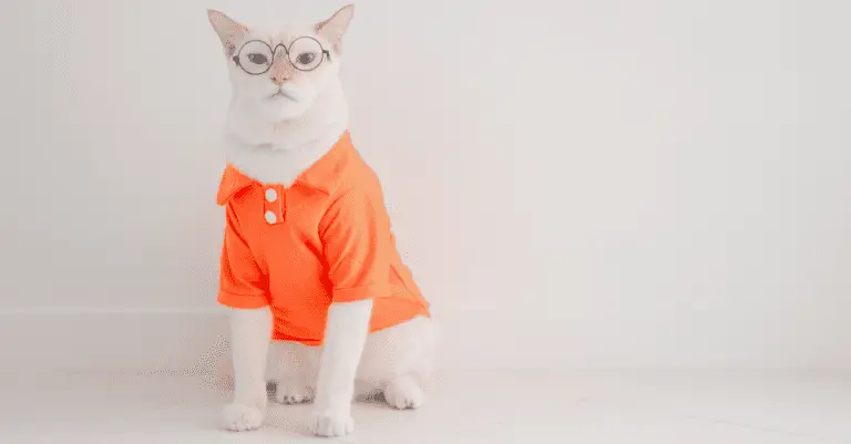 5 Practical Reasons to Put Clothes on Your Cat
