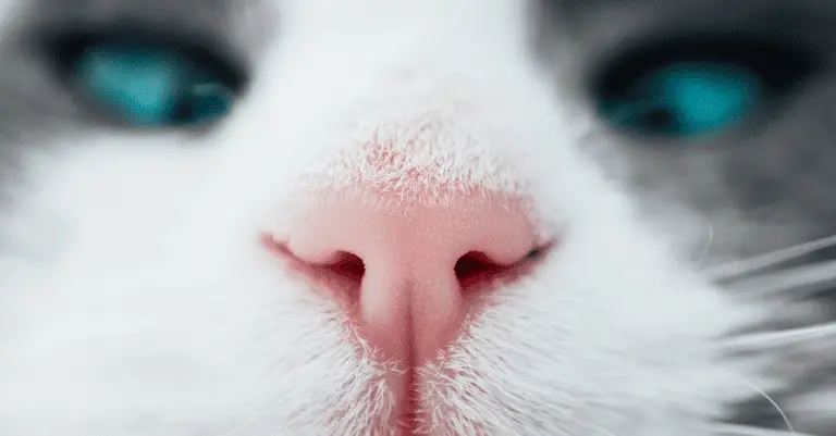 Cat-Friendly Ways to Deodorize Your Home
