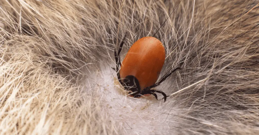 tick on a cat