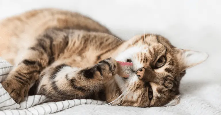 Tips for Creating a Cat-Friendly Home or Apartment