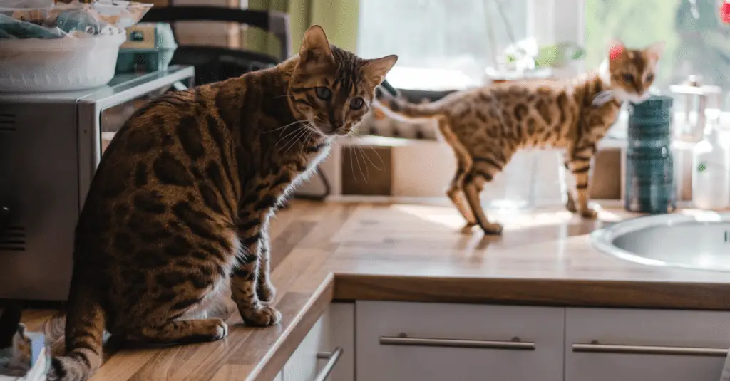 cats on counter