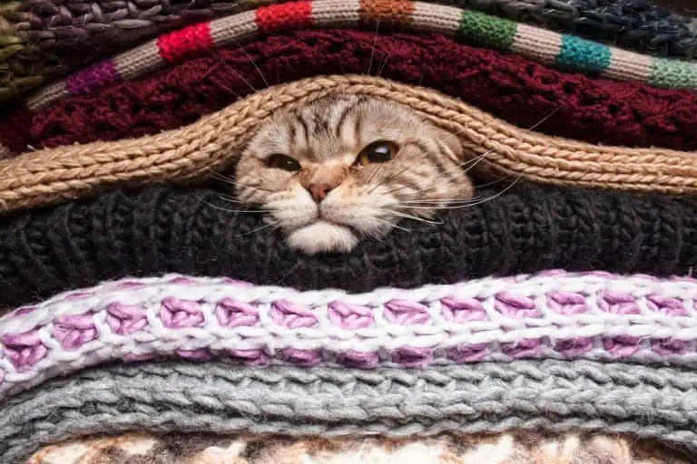 5 Ways to Make Winter Safer for Your Cat