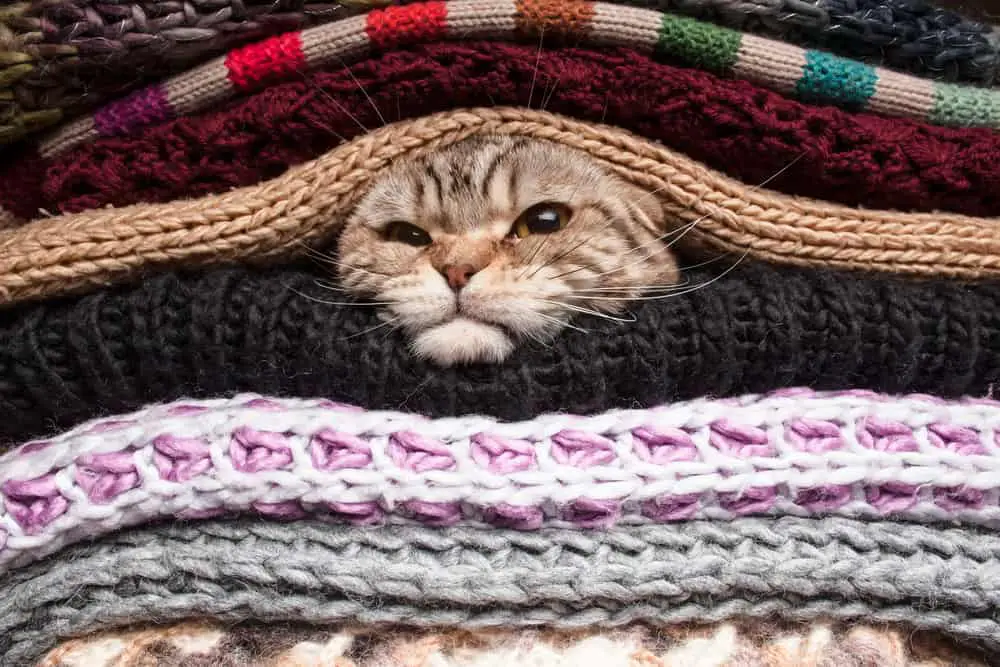 Angry,Cat,Is,Preparing,For,Winter,,Wrapped,Up,In,A