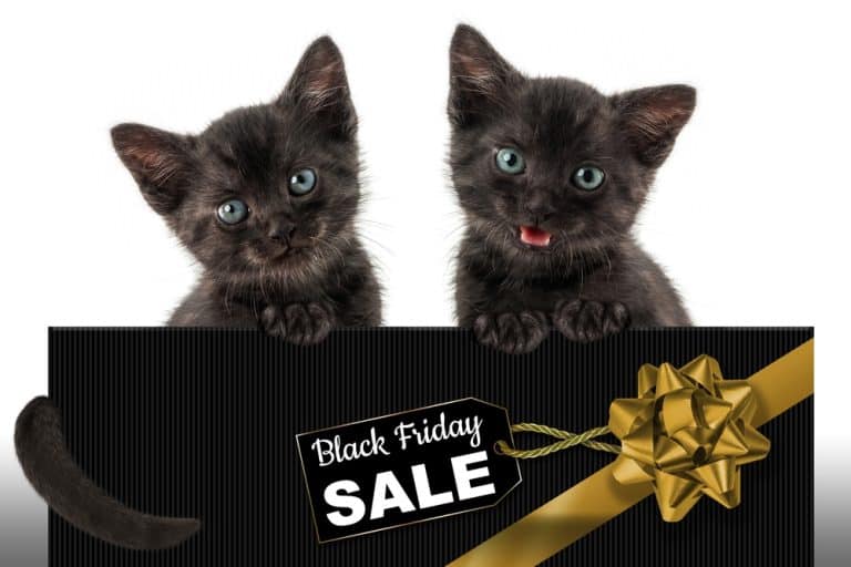 The Best Black Friday Deals for Cats in 2021