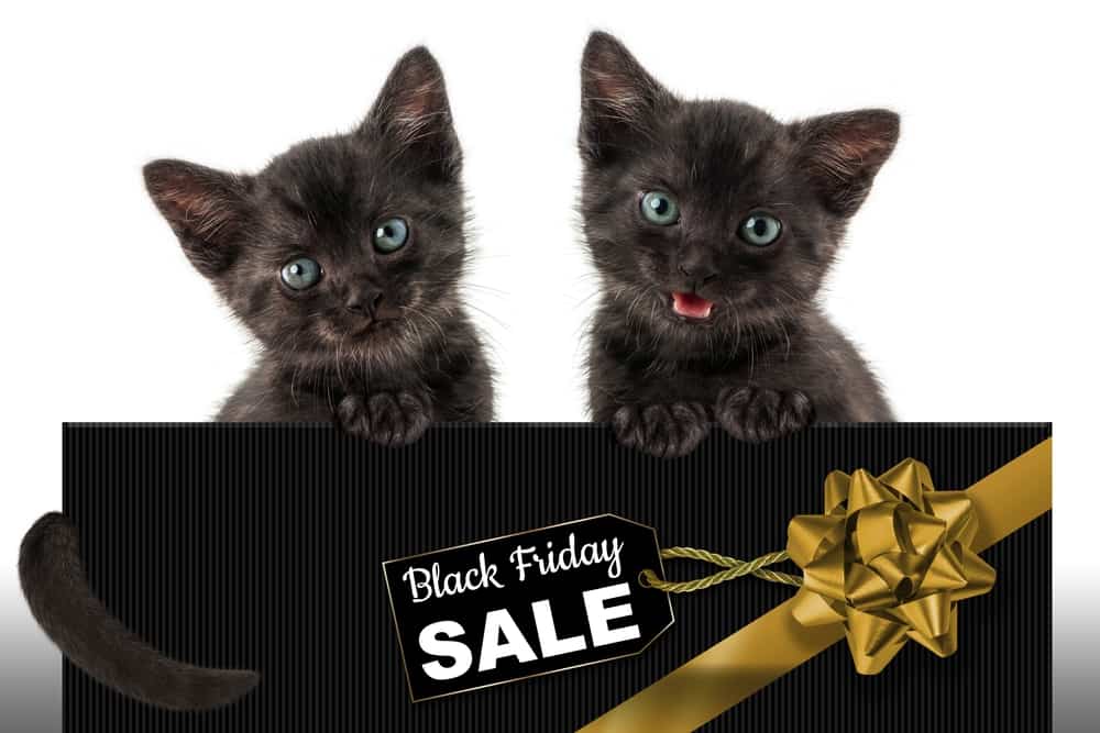 Black,Cat,,Black,Friday,Sale,Concept.,Seasonal,Shopping,Sales,And
