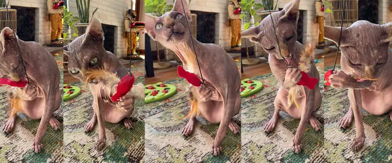 My Cat’s All-Time Favorite Wand Toy (And a Giveaway!)