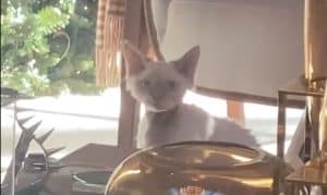 Meet JLo’s Aww-dorable New Pet Cat Hendrix