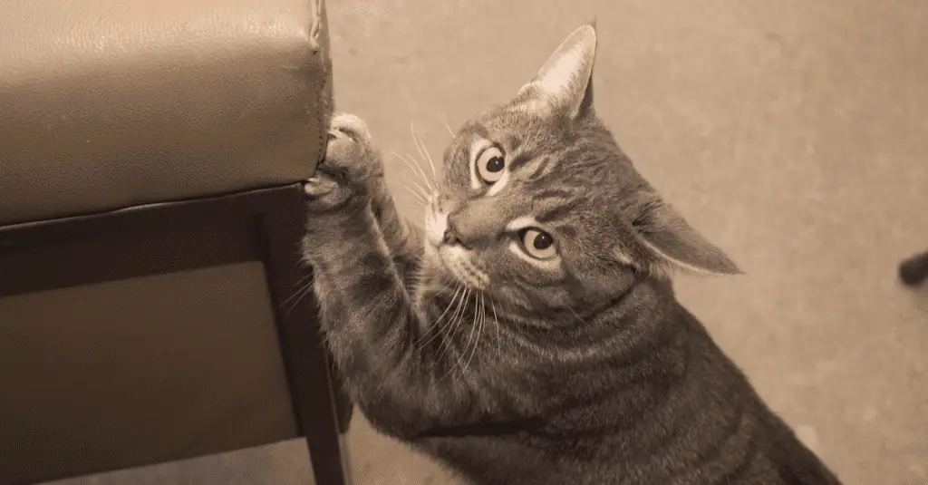 using a water spray bottle to discipline a naughty cat