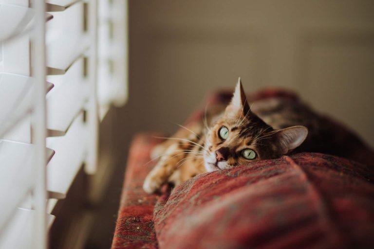 Pest Control and Prevention Tips for Cat Owners