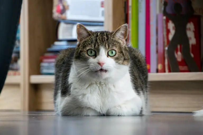 cats with arthritis