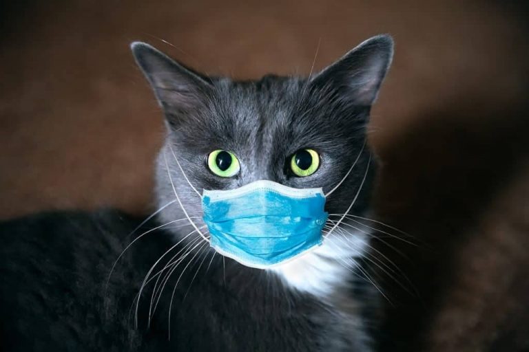 Can Cats Catch Omicron?