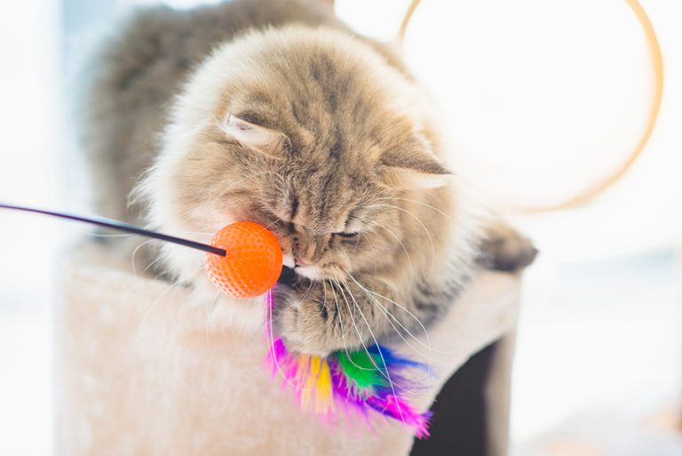 8 Fun Ways to Exercise Your Cat