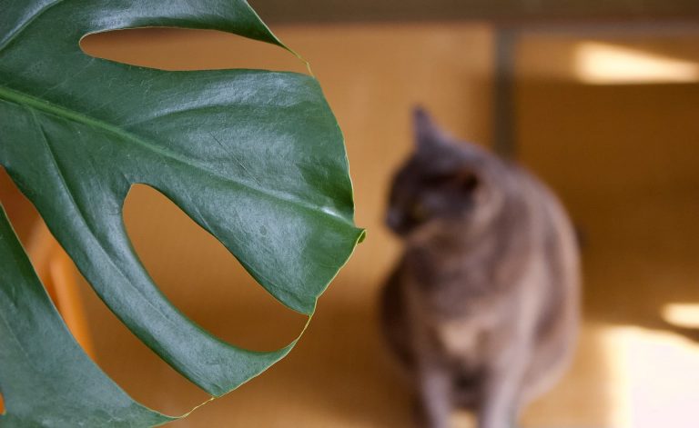 How To Keep Your Pets Out of Your Houseplants