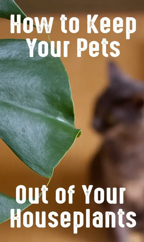 How To Keep Your Pets Out of Your Houseplants - The Catington Post
