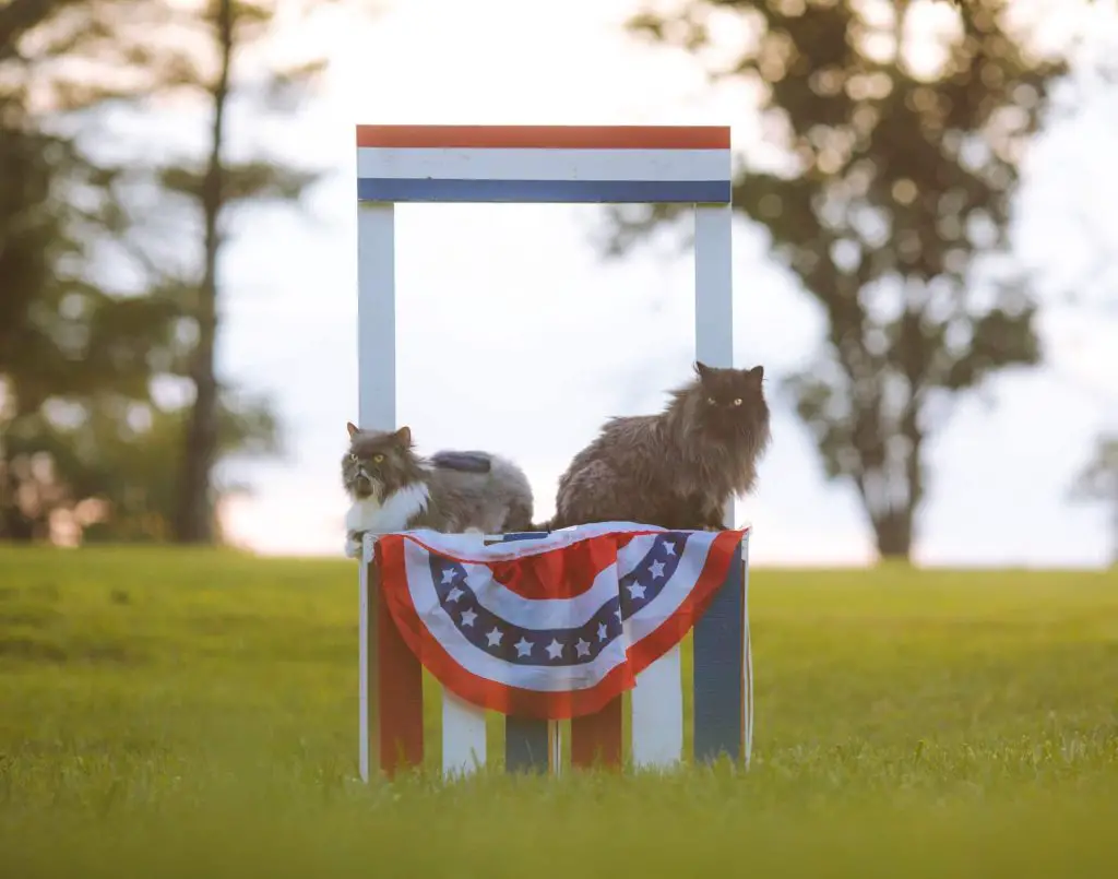 political cats